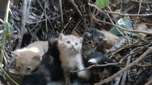 Allt du behöver veta om TNR-projekt för katter