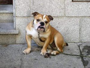 Den spanska bulldoggen: historia och rykte