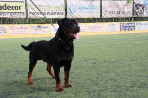 Hur man tränar en dominant hund på bästa sätt