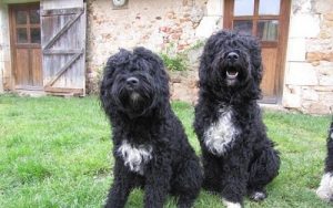 Vilka hundraser inkluderas i kategorin vattenhundar?