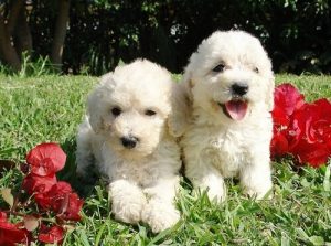 Två vattenhundar på gräs