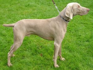 Weimaraner i gräset