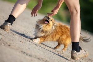 Vad du ska göra när en hund attackerar dig