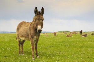 Åsnors egenskaper, beteende och hemvist