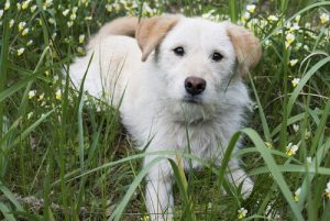 Vad är en hunds tredje ögonlock till för?