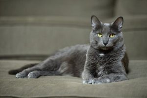 Korat: en mycket vacker kattras från Siam
