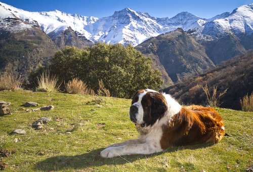 Saint-bernard