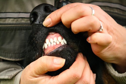 Ägare kontrollerar hunds tantkött