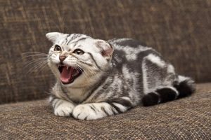 Hur man tränar en rebellisk katt på bästa sätt