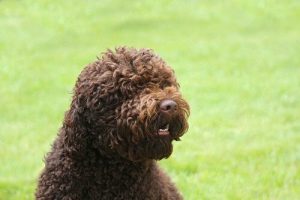 Hundrasen barbet: allt du behöver veta