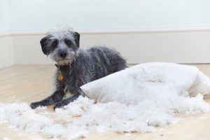 6 vanliga beteendeproblem hos hundar