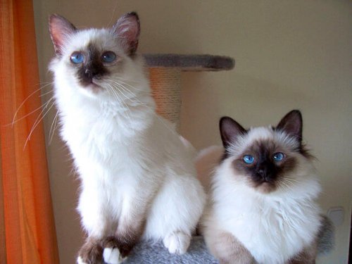 Birman