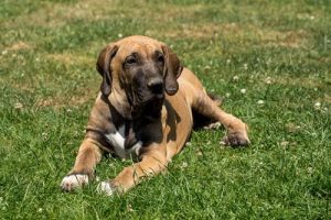 Hundrasen fila brasileiro: en hund med spännande anor