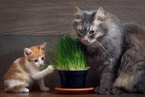 Hur påverkar egentligen kattmynta våra katter?