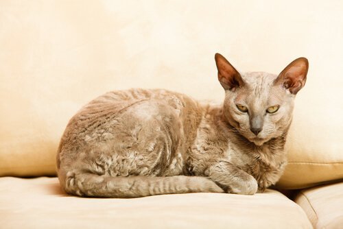 egyptisk katt