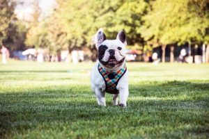 Den franska bulldoggen, en omtänksam och intelligent hund