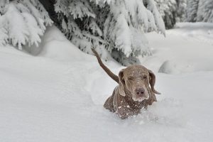 Hundraser som trivs i snö: jyckar som tar det kallt