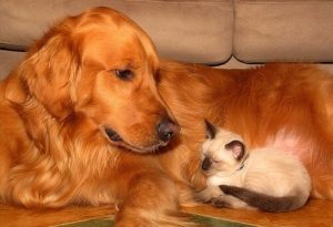 10 skötseltips för ditt husdjurs välbefinnande