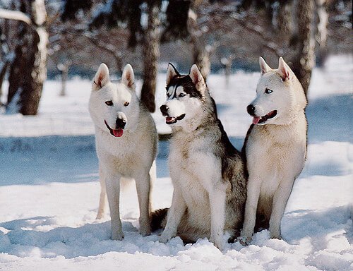 huskys i snö