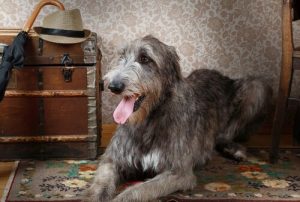 Irländsk varghund är världens högsta hund