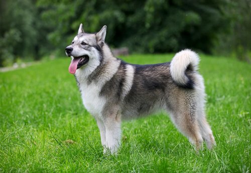 malamute utomhus