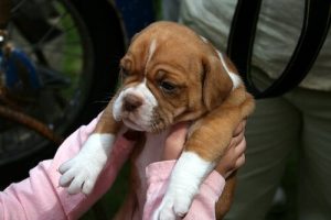 Tips för att ta ditt husdjur till veterinären