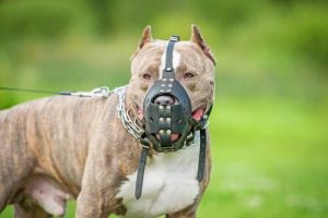 Vad är egentligen en potentiellt farlig hund?