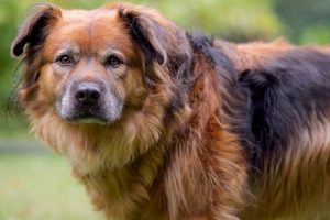 Vad en hunds skyldiga ansikte döljer för dig