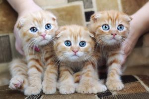 Kattallergier: orsaker, symptom och förebyggande