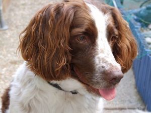 Hundar som är benägna att få öroninflammation