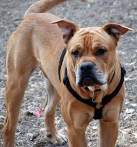 Perro dogo mallorquin: en spansk hundras