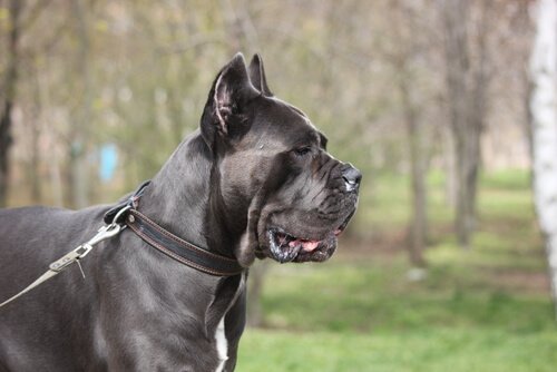 Cane corso utomhus