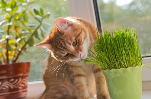 giftiga växter för katt