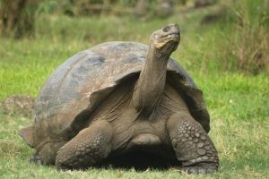 8 av de mest långlivade djuren i världen