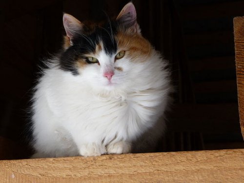 En fluffig japanese bobtail