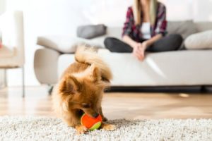 Grundläggande aspekter av hundars beteende