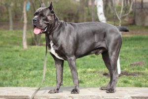 Cane corso: en italiensk molosserhund från romarriket