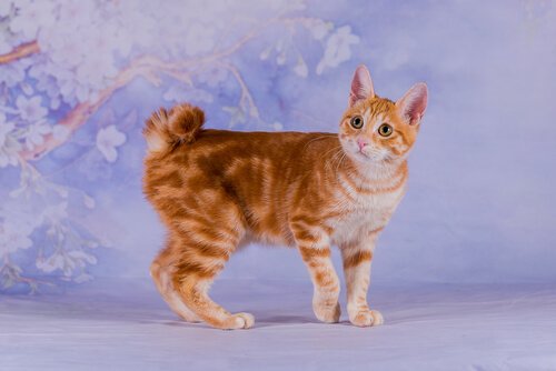 asiatiska kattraser - japansk bobtail