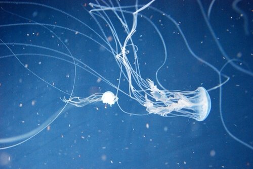 de dödligaste djuren i världen - havsgeting