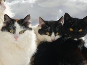 Japanese bobtail: ett historiskt och mystiskt husdjur