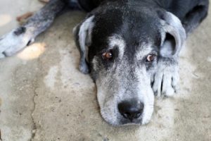 Vad är den väntade livslängden för hundar?