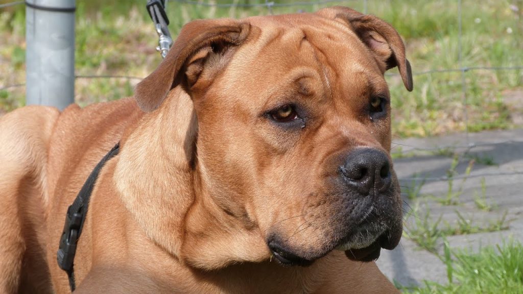 Perro dogo mallorquin