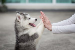 Vad innebär egentligen veterinär neonatologi?