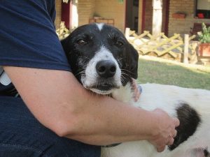 Med dig till världens ände: brev från en hundägare