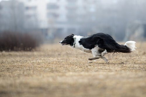 Border collie som springer.