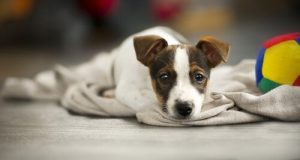 Hur man avgör om en hund signalerar missnöje