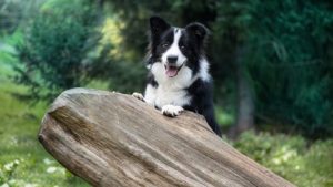 Hur man tränar en border collie, den intelligenta hundrasen