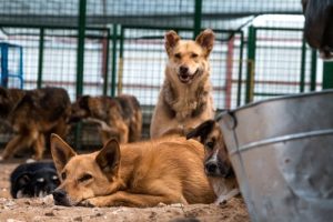 Berättelsen om övergivna hundars räddande ängel