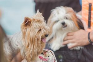 Hur man kan tala med sitt husdjur på rätt sätt