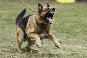 Vad man bör göra om hunden är aggressiv